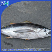 frozen tuna fish price yellowfin